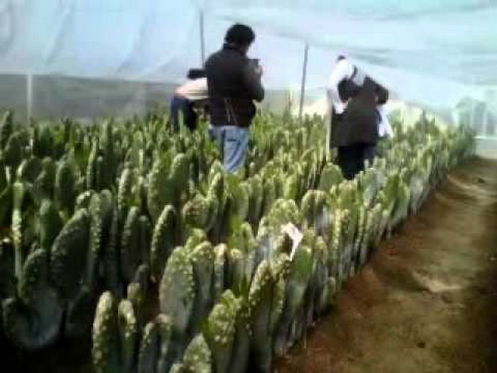 Diseñan tecnología para producir nopal en temporada invernal