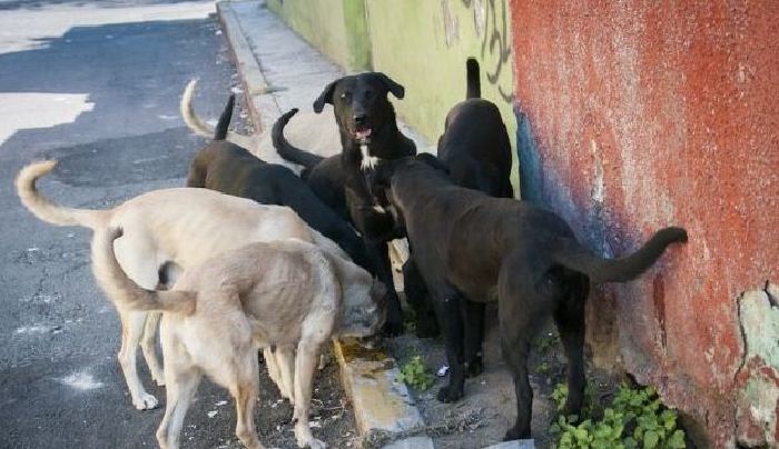 Perros devoran a anciana en San Luis Potosí