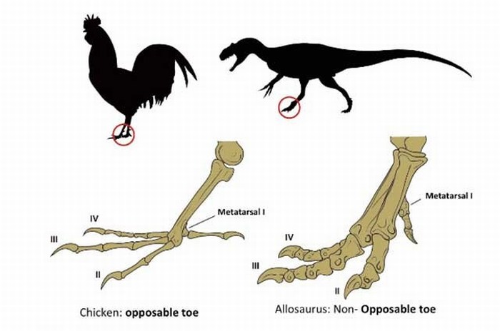 Científicos crean pollos con patas de dinosaurio