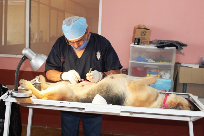 Sabinas: Atención a mascotas con esterilización y vacunación canina y felina