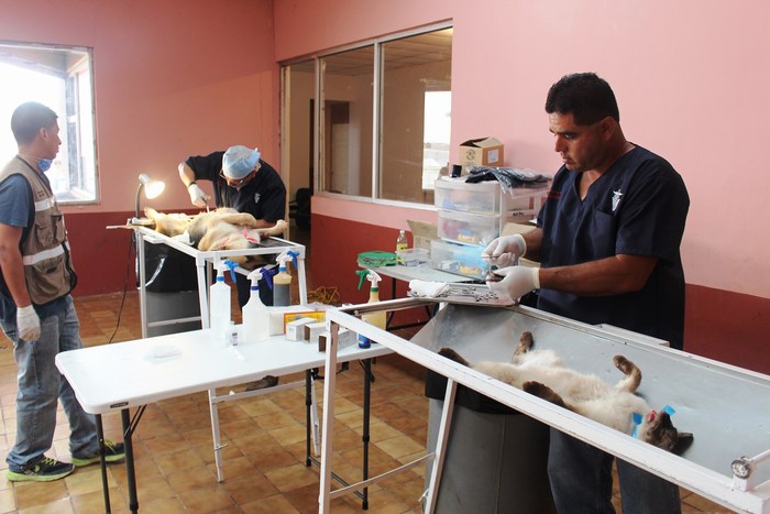 mini-esterilizacion (6)