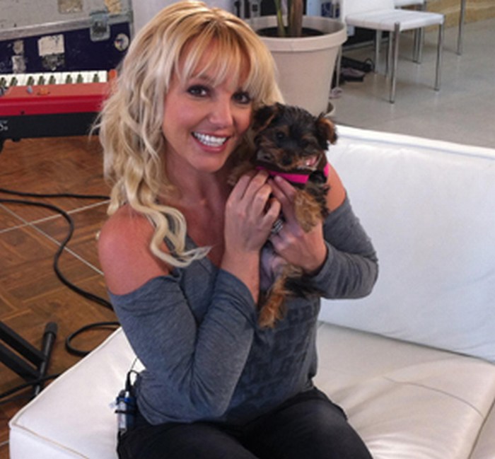 Gasta Britney 383 mil pesos en mascotas