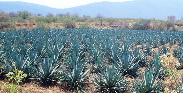 Desarrollan con maguey sustituto de azúcar para diabéticos
