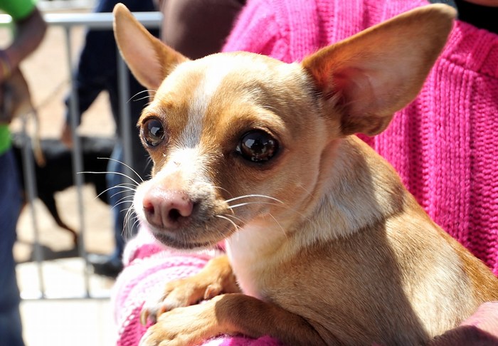 Saltillo: Prepara Salud megacampaña de esterilización canina
