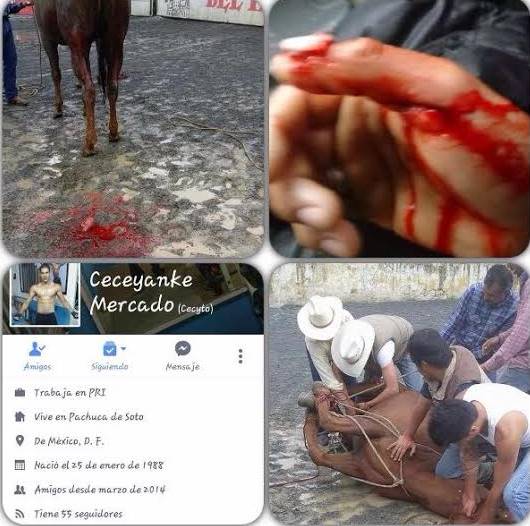 Funcionario del PRI mutila genitales de caballo por morderlo