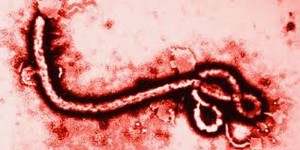 mini-EBOLA