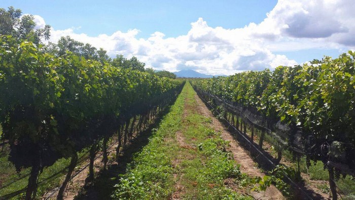 Saltillo: Diviértete en el campo con amigos y familiares.- Turismo