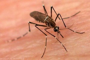 mini-600265_dengue