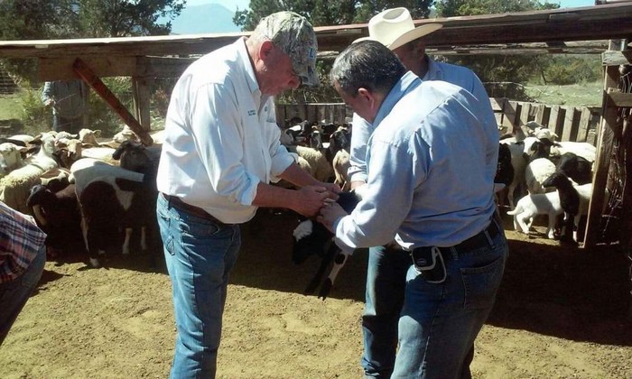 Saltillo: Inicia campaña de vacunación de bovinos en ejidos