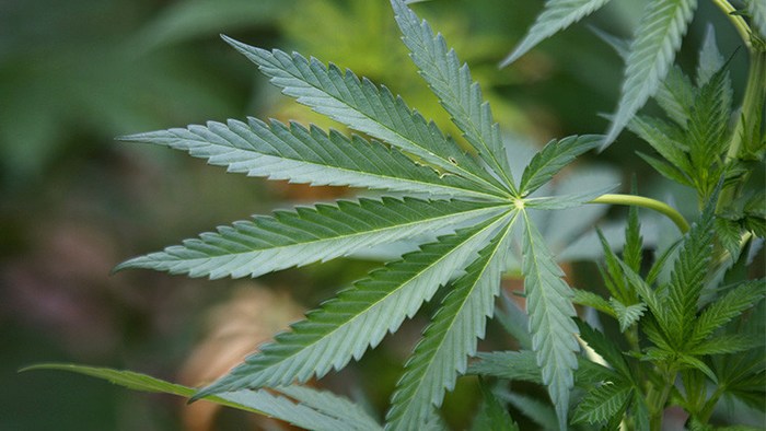 El Tribunal Supremo de México legaliza el uso de marihuana con fines recreativos