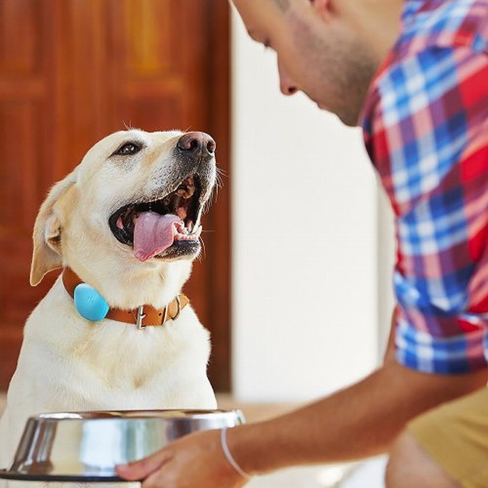 "Comunicarte" con tu perro, ya es posible