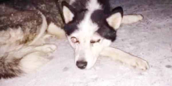 Niños sacan los ojos a una perrita Husky en Saltillo