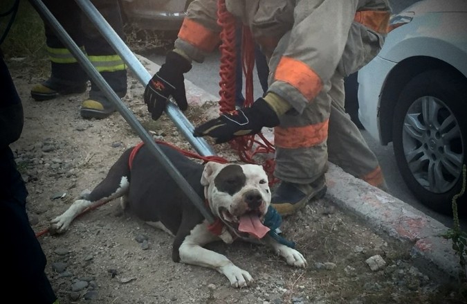 Perros pitbull se comen vivo a presunto ladrón