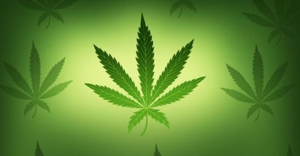 25 de enero inician los foros para decidir la posible despenalización de la marihuana
