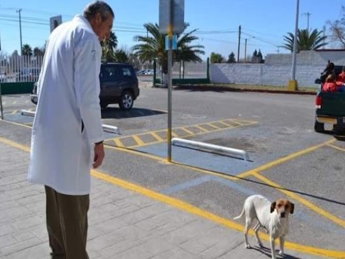 Una Historia de Amor Canino