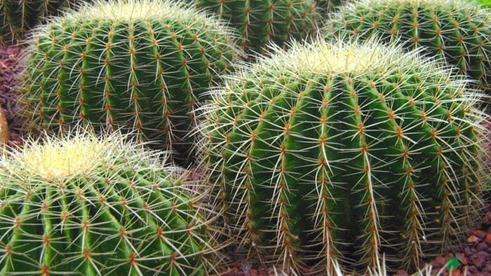 En peligro de extinción más de 30 por ciento de cactus en el mundo, revela Conabio