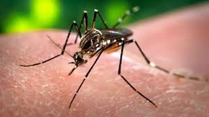 Crece evidencia de la relación entre Zika y microcefalia: OMS