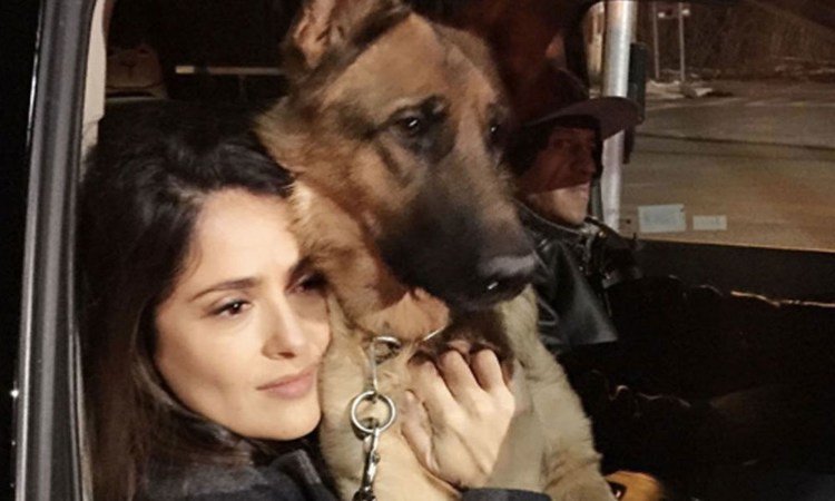 Mata vecino de Salma Hayek a su mascota