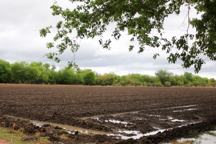 Por Temporal de Lluvia en Sabinas auguran buena cosecha de sorgo