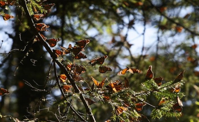 Semarnat y EU analizan conservación de especies