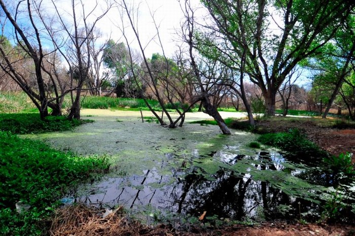 Saltillo: Festejarán con Rally el Día Internacional de la Tierra