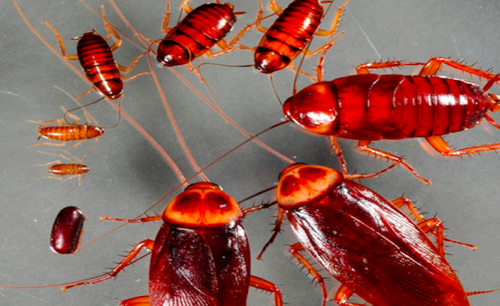Llamado a autoridades sanitarias ante plaga de moscas y cucaracha