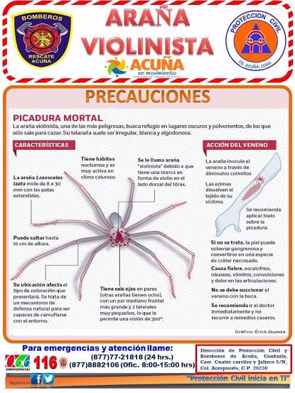 Acuña: Emite recomendaciones protección civil, en torno a la araña violinista