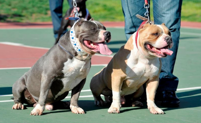 Realizarán 1ª Feria de Adopción de Mascotas en Saltillo