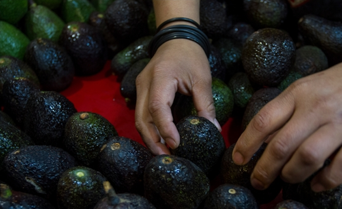 Baja precio del aguacate; se vende a casi 70 pesos el kilo