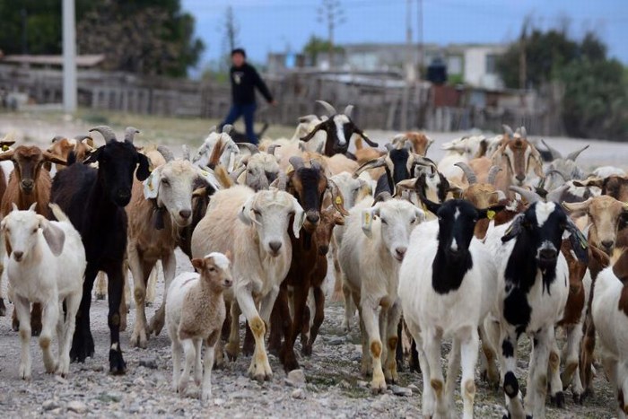 Saltillo: Apoyan a productores con registro de fierros de herrar