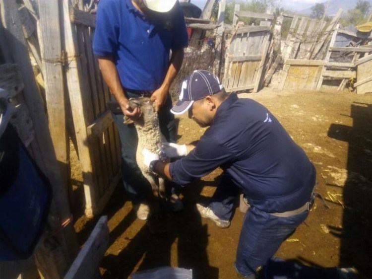 Saltillo: Supervisan brigada contra brucelosis en Providencia