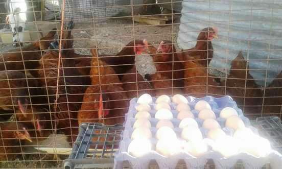 Rinde frutos programa de aves de traspatio.