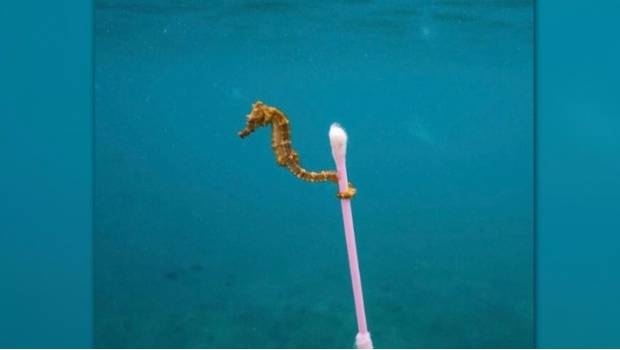 Entristece en redes foto ganadora de concurso del Museo de Historia Natural