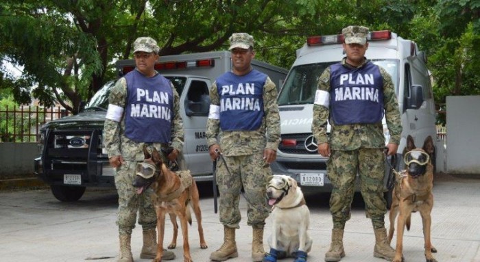 Héroes de cuatro patas