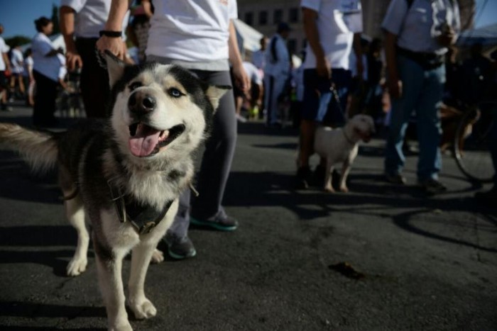 Concurso de disfraces de mascotas en la Ruta Recreativa