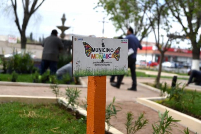 Cumple Saltillo compromisos para proteger a la mariposa monarca