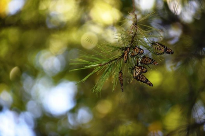 Cumple Municipio de Saltillo con la protección a la mariposa monarca