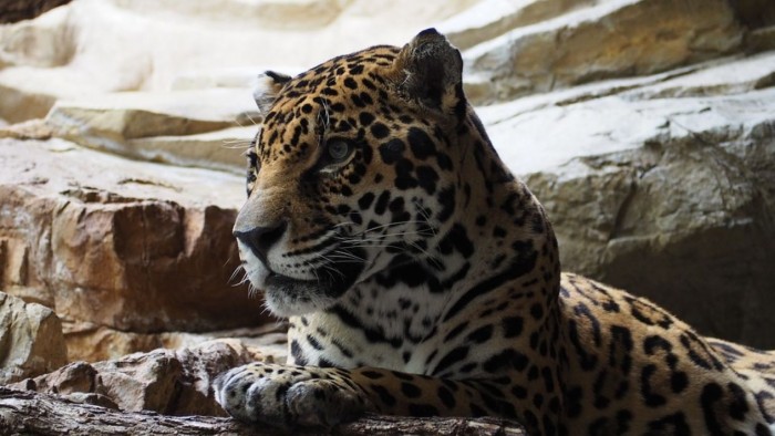 Matan a jaguar en Tulum