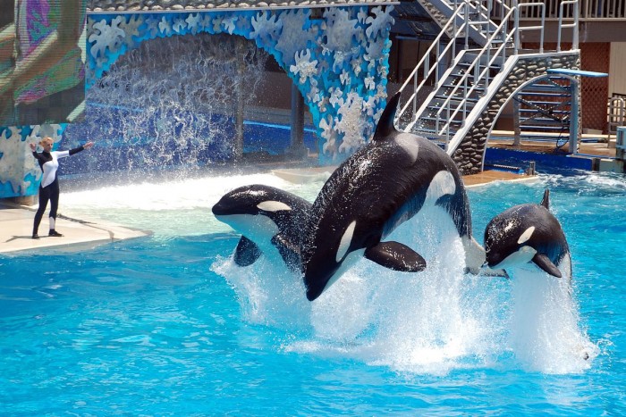 SEAWORLD-2