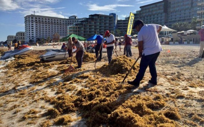 Toneladas de sargazo arriban a costas del sureste mexicano