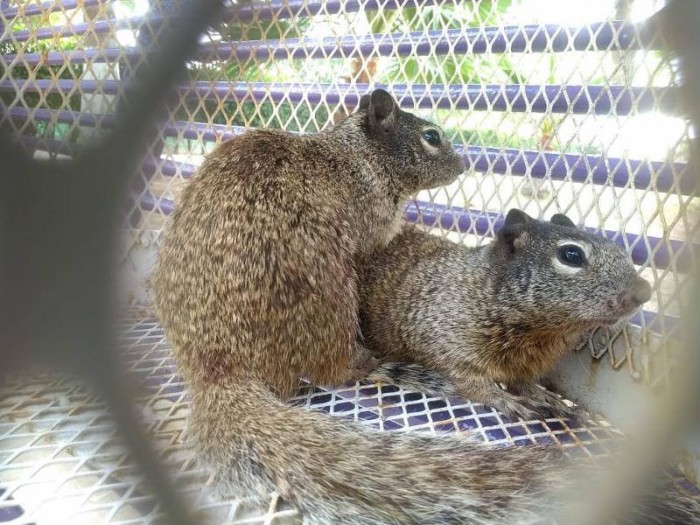 Suma Policía Ambiental 23 liberaciones de vida silvestre