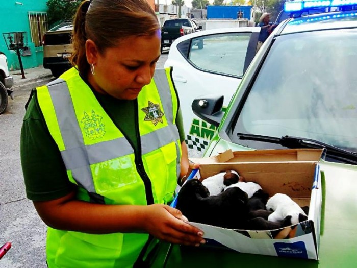 Atiende Policía Ambiental denuncias contra maltrato animal