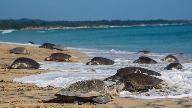 Hallan 122 tortugas muertas en playa de Chiapas