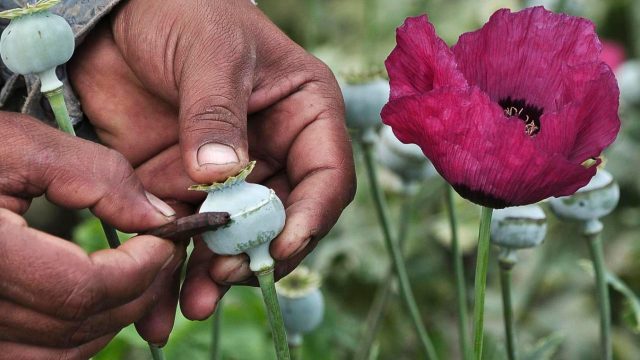El Estado mexicano de Guerrero abre el debate sobre la legalización de la amapola