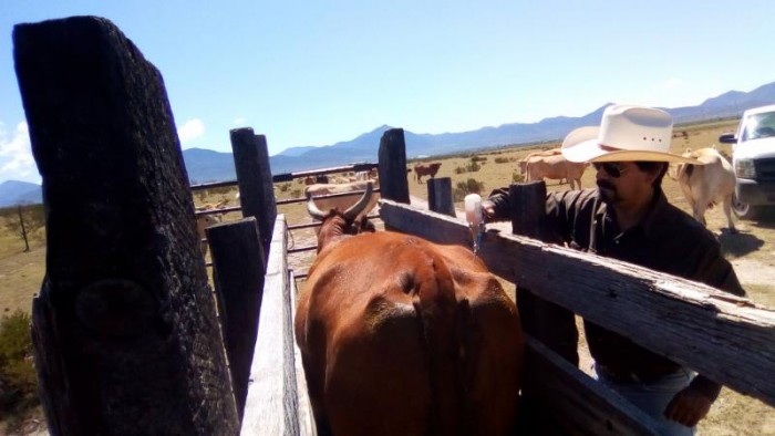 Dirige Gobierno Municipal programa de Sanidad Animal en ejidos