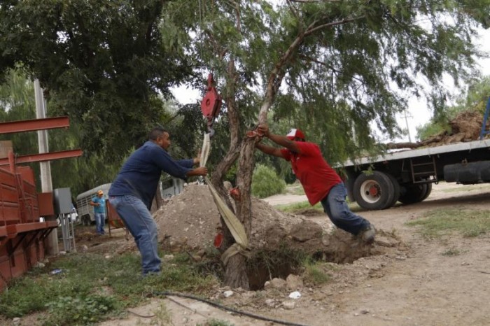Trasplantan árboles del bulevar Los Valdez