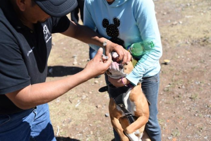 Atiende Control Canino con vacunas y desparasitación a mascotas
