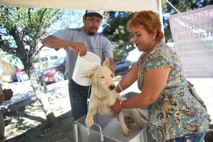 Exhorta Municipio de Saltillo a cuidar a las mascotas