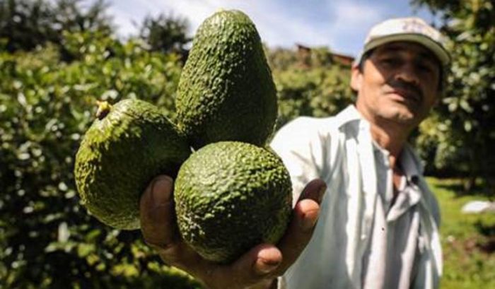 Aguacateros 'se van a huelga': no cosecharán ni exportarán más por productores 'pirata'
