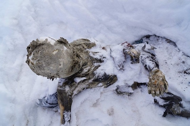 Rescatan a alpinistas momificados en el Pico de Orizaba tras 59 años